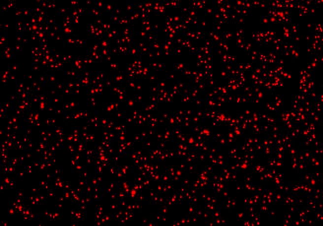 蛍光シリカ粒子 Fluorescent Organosilica Nanoparticle